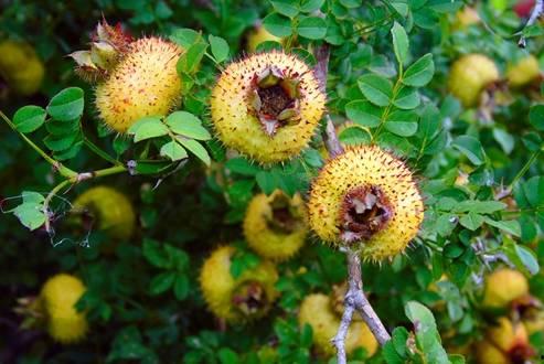 刺梨吃瓜制作过程视频,一场视觉与味蕾的双重盛宴