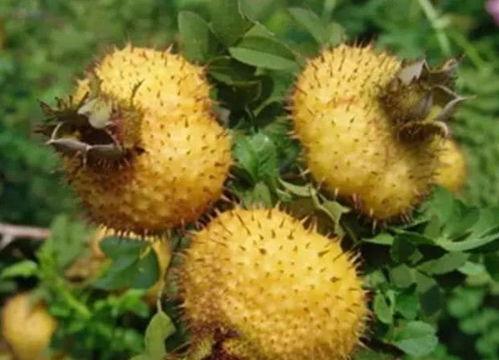 刺梨吃瓜制作过程视频,一场视觉与味蕾的双重盛宴