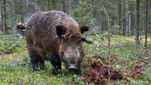 野猪吃红瓜视频播放下载,视频播放下载热潮席卷网络