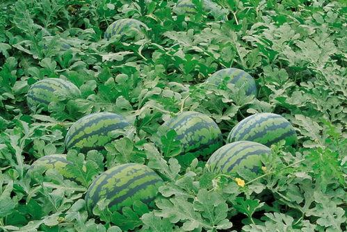 伦敦网红吃瓜视频大全,一网打尽城市生活趣味瞬间