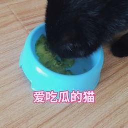 吃瓜猫咪特效视频在线观看,在线观看笑翻天