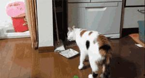 吃瓜猫咪特效视频在线观看,在线观看笑翻天