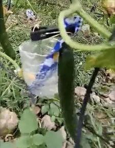 西昌吃瓜事件视频真实,一场引发热议的网络狂欢