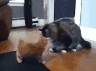 二哈吃瓜群众笑话视频在线观看