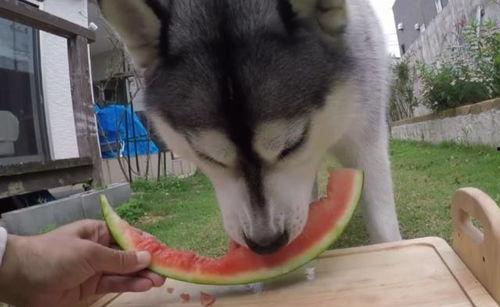 二哈吃瓜群众笑话视频在线观看