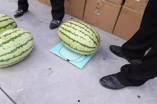 杭州第一吃瓜事件视频,视频揭秘网络热议背后的真相