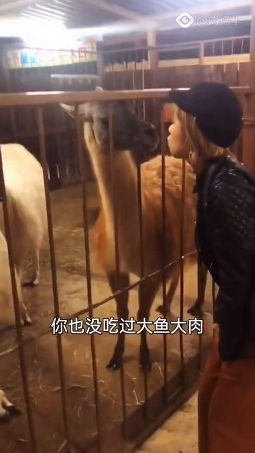 吃瓜喷子搞笑视频在线观看,在线观看乐翻天