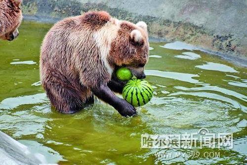保护动物吃瓜视频下载,保护动物吃瓜视频下载精选