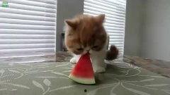 保护动物吃瓜视频下载,保护动物吃瓜视频下载精选