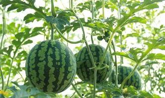 汇景家园吃瓜视频,揭秘社区生活百态