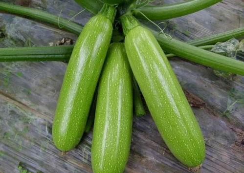 瓜哥吃西葫芦视频大全播放