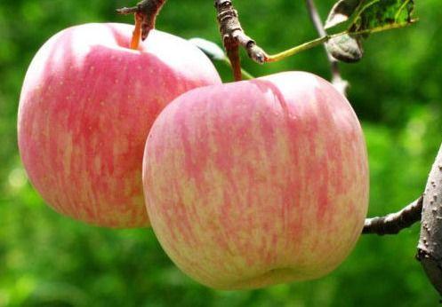 51视频吃瓜苹果版本,苹果版独家揭秘，带你领略全新视听盛宴