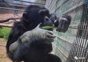 动物吃瓜视频合集,动物吃瓜视频合集趣味盘点