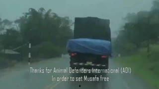 动物吃瓜视频合集,动物吃瓜视频合集趣味盘点