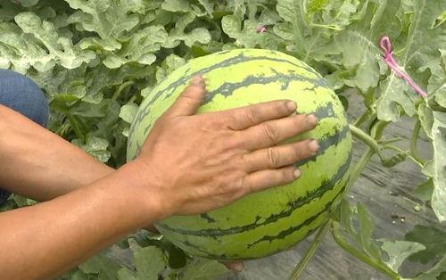 吃瓜视频群众快来看看