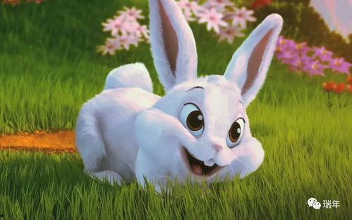 兔子可以吃烧瓜吗视频讲解,烧瓜能否成为兔子的美味佳肴？