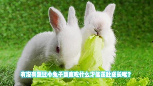 兔子可以吃烧瓜吗视频讲解,烧瓜能否成为兔子的美味佳肴？