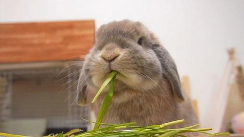 兔子可以吃烧瓜吗视频讲解,烧瓜能否成为兔子的美味佳肴？