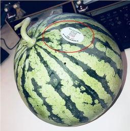 各类网红吃瓜视频,盘点热门视频背后的幕后故事