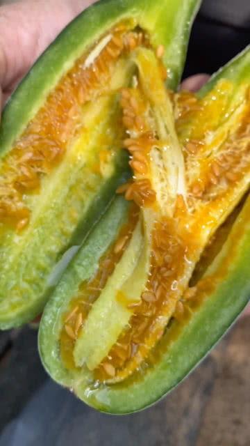 吃黄色瓜的视频,一场视觉与味觉的双重盛宴