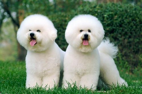 比熊可以吃蒲瓜吗视频讲解,比熊犬适宜食用蒲瓜的揭秘与注意事项