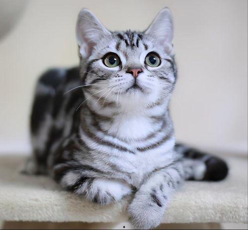 美短猫吃瓜视频,萌态可掬，瓜果飘香