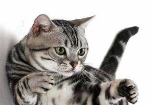 美短猫吃瓜视频,萌态可掬，瓜果飘香