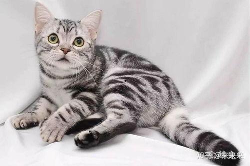 美短猫吃瓜视频,萌态可掬，瓜果飘香