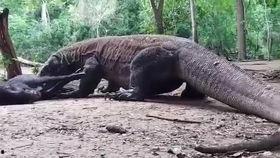 科莫多龙吃瓜视频,瓜果盛宴成焦点