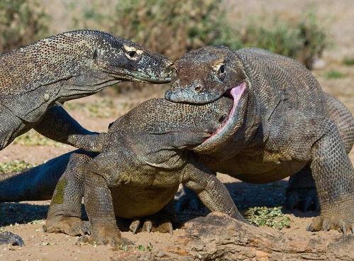 科莫多龙吃瓜视频,瓜果盛宴成焦点