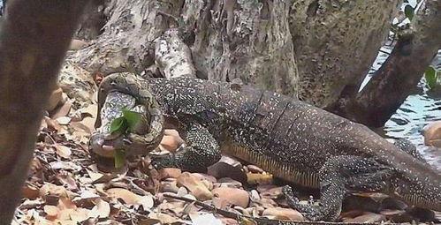 科莫多龙吃瓜视频,瓜果盛宴成焦点