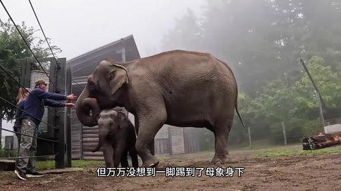 妈妈不给小象吃瓜视频,妈妈却拒绝喂食，温馨亲子瞬间引网友热议