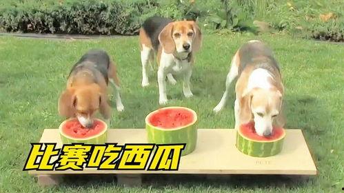 三只小狗吃瓜视频,萌态十足引网友爆笑