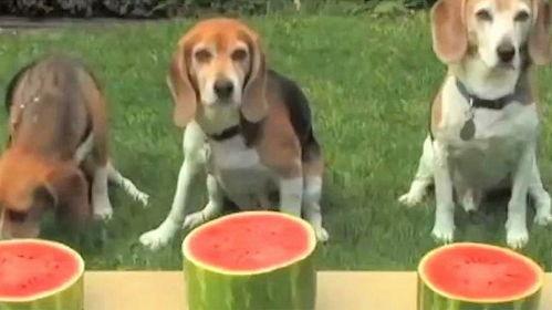 三只小狗吃瓜视频,萌态十足引网友爆笑