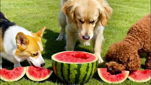 三只小狗吃瓜视频,萌态十足引网友爆笑