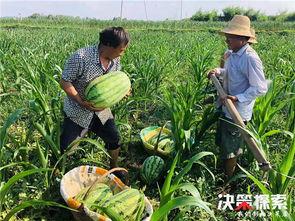 长垣县吃瓜视频剧情介绍,揭秘视频背后的惊人真相