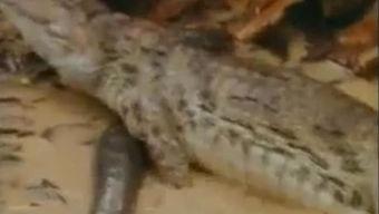 解剖吃瓜视频怎么看,揭秘人体消化奥秘