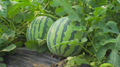 邳州官湖吃瓜视频,邳州官湖吃瓜视频引发网友热议