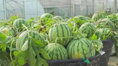 邳州官湖吃瓜视频,邳州官湖吃瓜视频引发网友热议