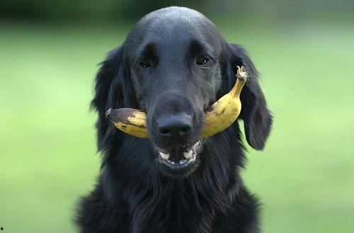 茭瓜能给狗吃吗视频大全