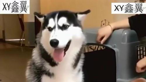 二哈吃大骨瓜好吗视频,欢乐吃相引网友热议