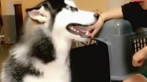 二哈吃大骨瓜好吗视频,欢乐吃相引网友热议