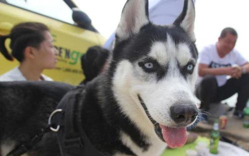 二哈吃大骨瓜好吗视频,欢乐吃相引网友热议