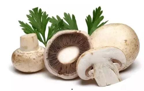 蘑菇视频爆料吃瓜