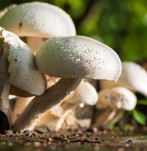 蘑菇视频爆料吃瓜
