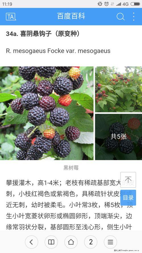 80后吃瓜视频,揭秘吃瓜视频背后的时代变迁