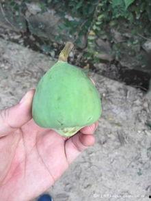 80后吃瓜视频,揭秘吃瓜视频背后的时代变迁