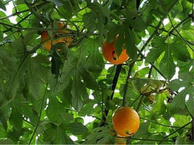 吊瓜能给柯基吃吗视频,吊瓜的适宜性探讨