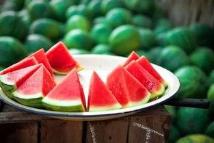 一只吃瓜的小胖纸视频大全,小胖纸视频大全趣味盘点