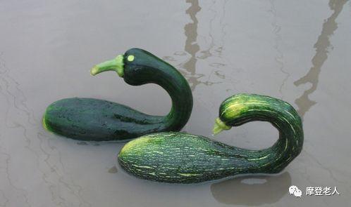 一只吃瓜的小胖纸视频大全,小胖纸视频大全趣味盘点